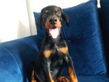 Doberman Yavrularııı