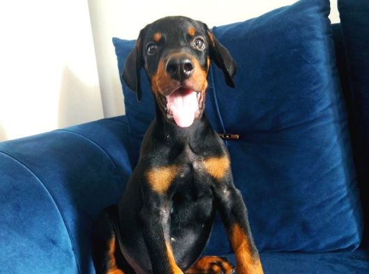 Doberman Yavrularııı görsel