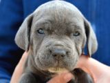 Safkan cane corso Yavrular