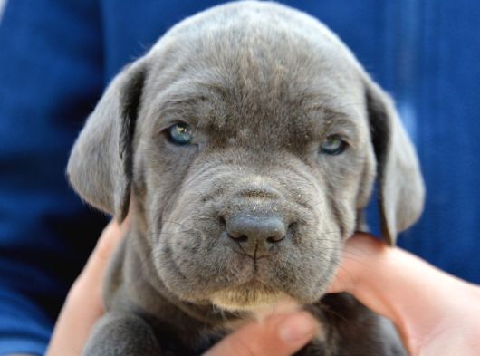 Safkan Cane Corso Yavrular