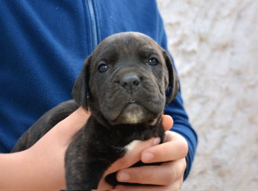 Safkan Cane Corso Yavrular görsel