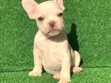 Gülen Yüz Blue Ve Platin French Buldog