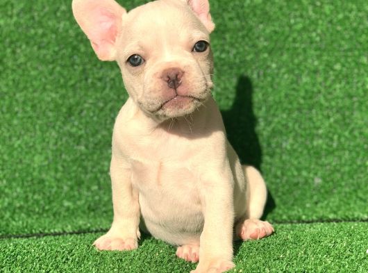 Gülen Yüz Blue Ve Platin French Buldog görsel
