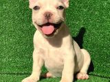 Gülen Yüz Blue Ve Platin French Buldog