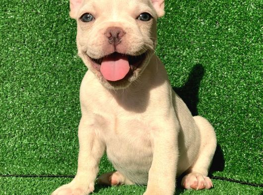 Gülen Yüz Blue Ve Platin French Buldog görsel
