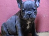 Gülen yüz blue ve platin french buldog