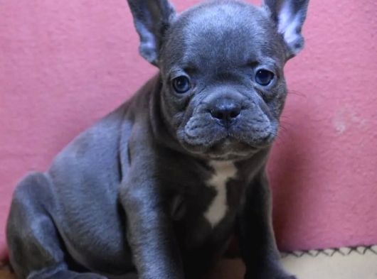 Gülen Yüz Blue Ve Platin French Buldog