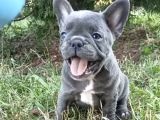 Gülen Yüz Blue Ve Platin French Buldog