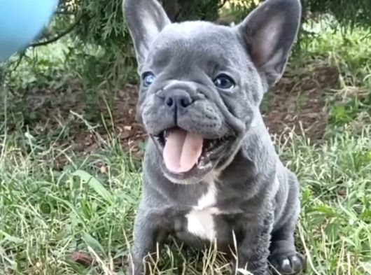 Gülen Yüz Blue Ve Platin French Buldog görsel