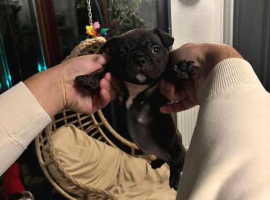 2 Aylık Amerikan Staffordshire görsel