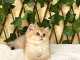 Gandalf Ny11 Erkek British Shorthair