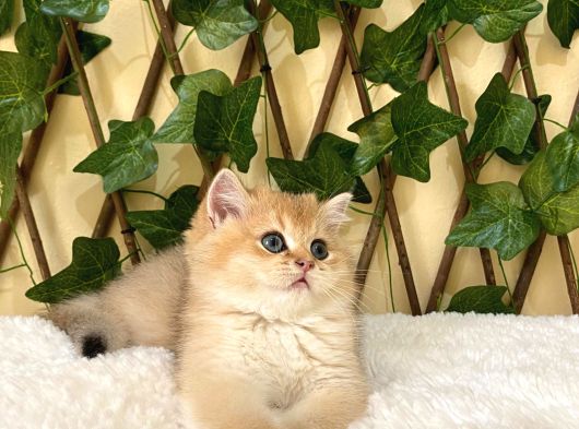 Gandalf Ny11 Erkek British Shorthair görsel