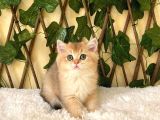 Gloria Ny11 Dişi British Shorthair