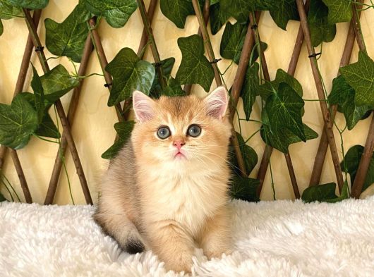 Gloria Ny11 Dişi British Shorthair görsel