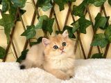 Gandalf Ny11 Erkek British Shorthair