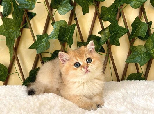 Gandalf Ny11 Erkek British Shorthair görsel