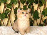 Gloria Ny11 Dişi British Shorthair