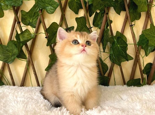 Gloria Ny11 Dişi British Shorthair görsel