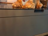 Maltipoo Yavru