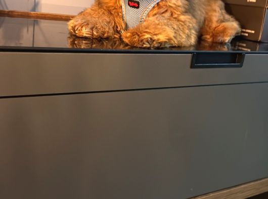 Maltipoo Yavru görsel