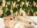 Gandalf Ny11 Erkek British Shorthair