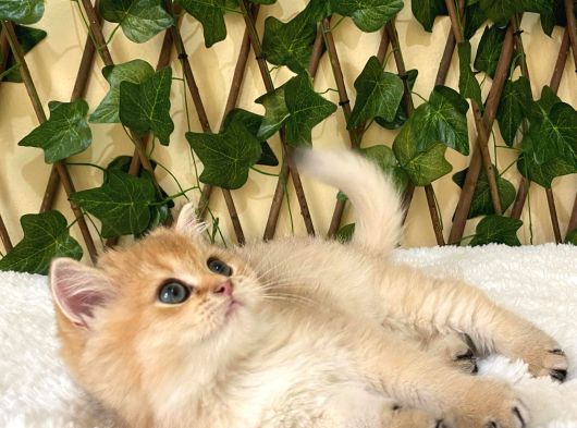 Gandalf Ny11 Erkek British Shorthair görsel