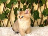 Gloria Ny11 Dişi British Shorthair