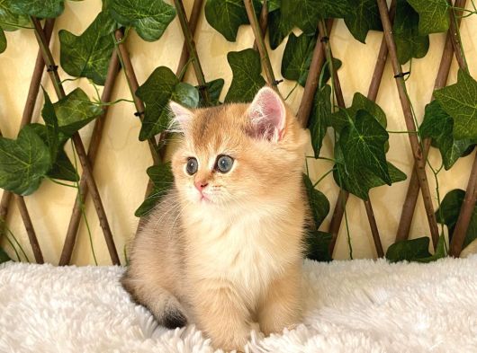Gloria Ny11 Dişi British Shorthair görsel