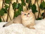 Gandalf Ny11 Erkek British Shorthair