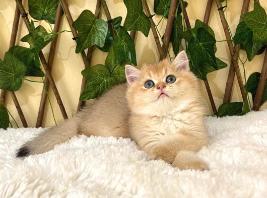 Gandalf Ny11 Erkek British Shorthair görsel