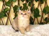 Gloria Ny11 Dişi British Shorthair
