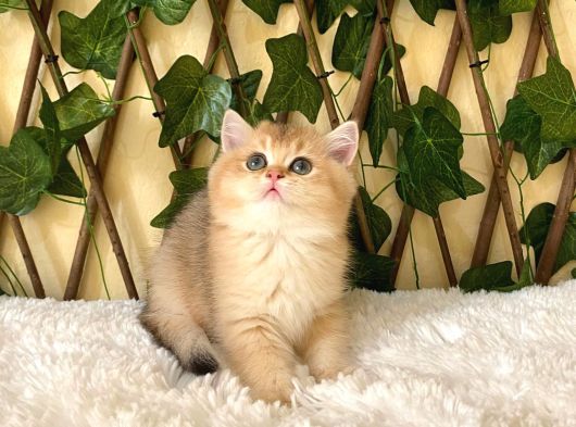 Gloria Ny11 Dişi British Shorthair görsel