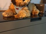 Maltipoo Yavru