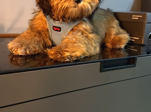 Maltipoo Yavru görsel