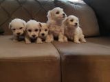 Ev Doğumu Maltipoo Yavrularımız