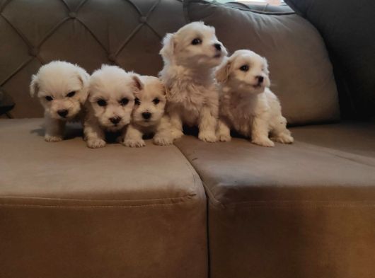 Ev Doğumu Maltipoo Yavrularımız görsel