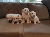 ev doğumu maltipoo yavrularımız