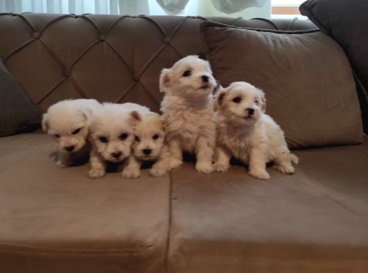 Ev Doğumu Maltipoo Yavrularımız