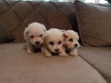 Ev Doğumu Maltipoo Yavrularımız