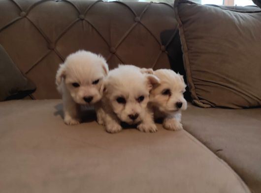 Ev Doğumu Maltipoo Yavrularımız görsel