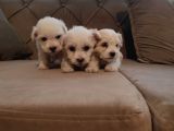 Ev Doğumu Maltipoo Yavrularımız