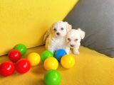 A Kalite Maltese Terrier Yavrularımız