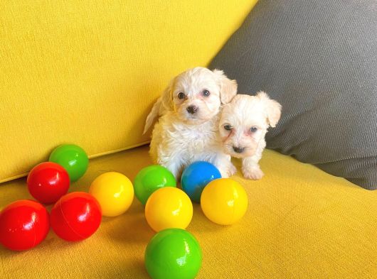 A Kalite Maltese Terrier Yavrularımız görsel