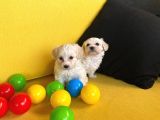 A Kalite Maltese Terrier Yavrularımız