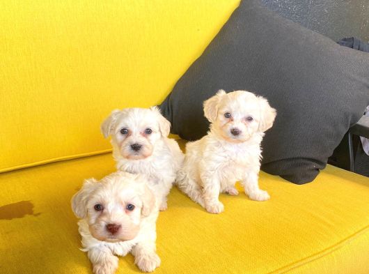 A Kalite Maltese Terrier Yavrularımız