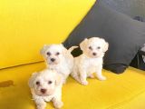 A Kalite Maltese Terrier Yavrularımız