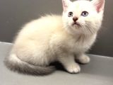 British Longhair - Shorthair Yavrular Ayı Surat Show Kalite