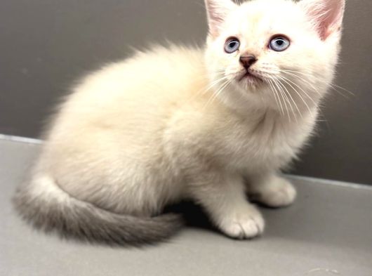 British Longhair - Shorthair Yavrular Ayı Surat Show Kalite görsel