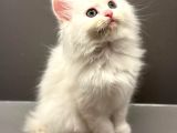 British longhair - shorthair yavrular ayı surat show kalite