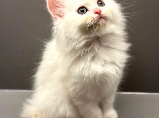 British Longhair - Shorthair Yavrular Ayı Surat Show Kalite